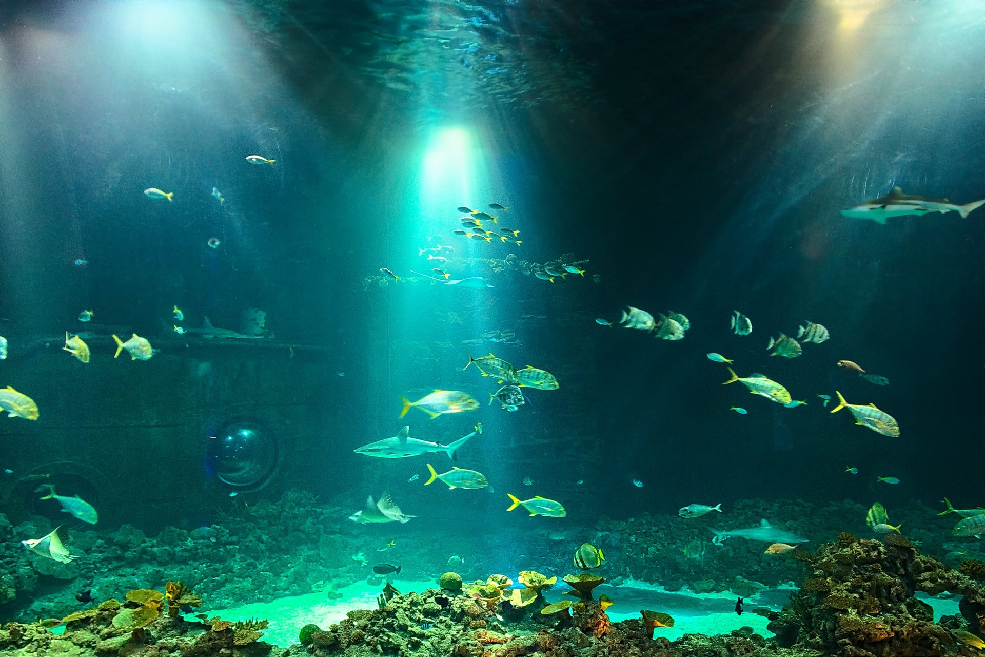 Große Haie, kleine Fische
