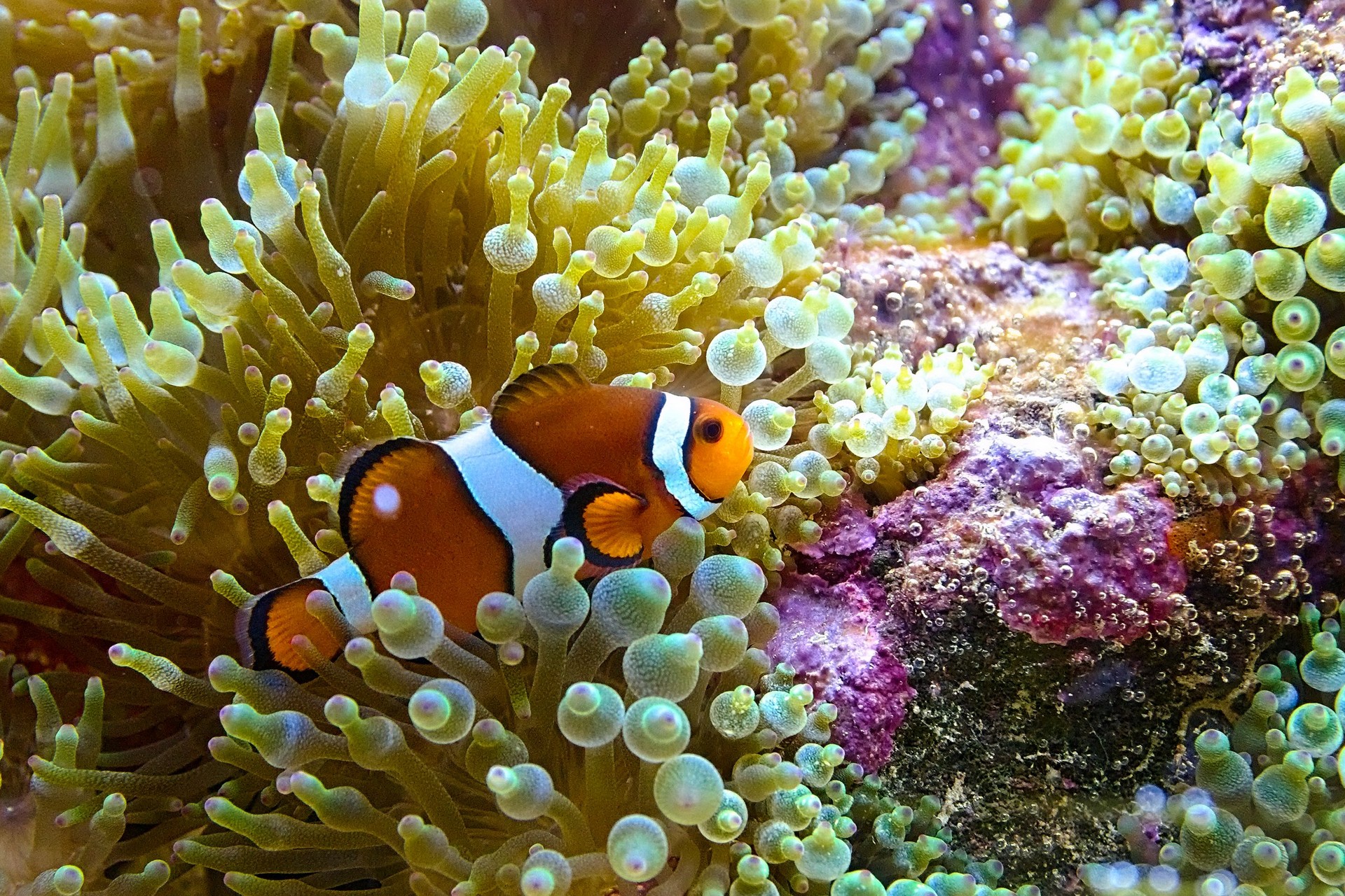 Anemonenfisch