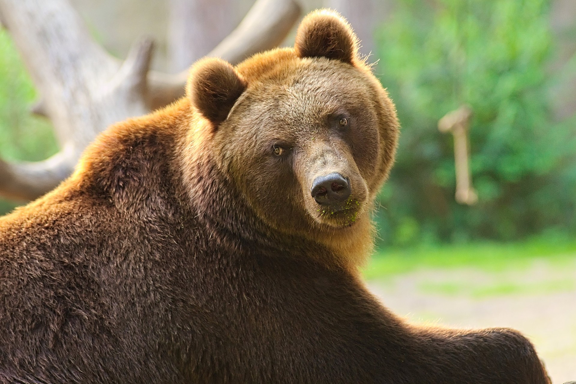 Bio-Braunbär