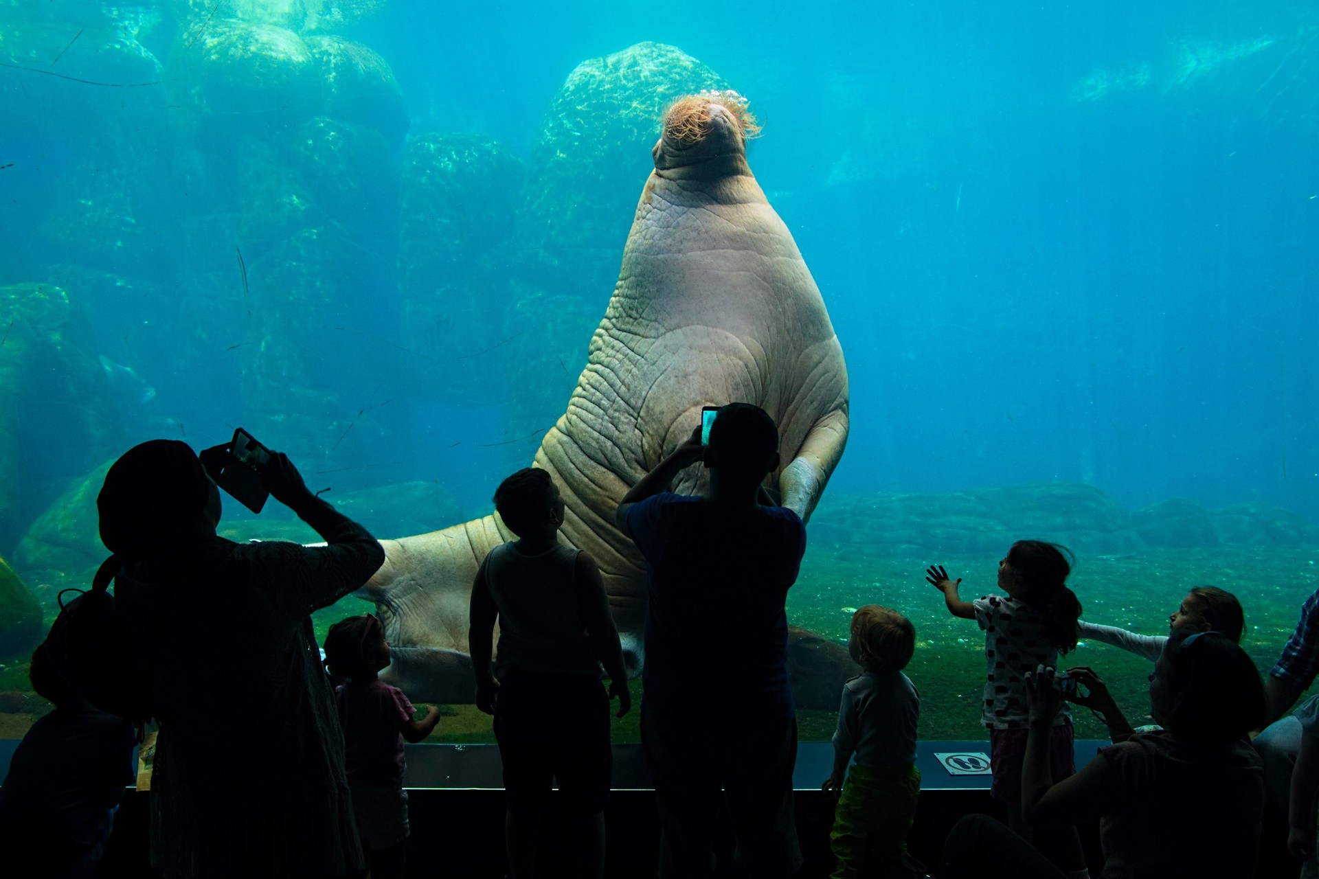 Eismeer-Aquarium