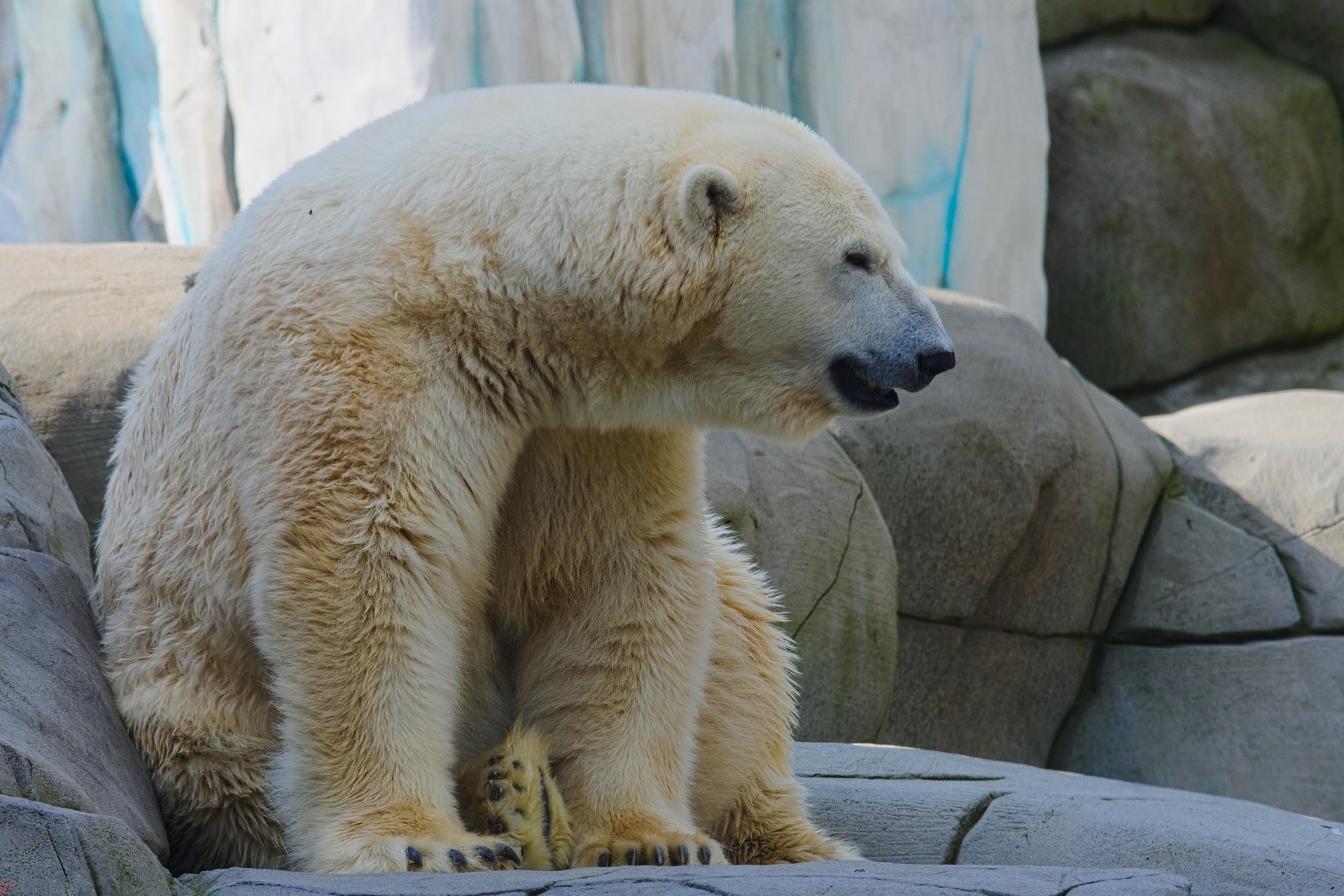Eisbär