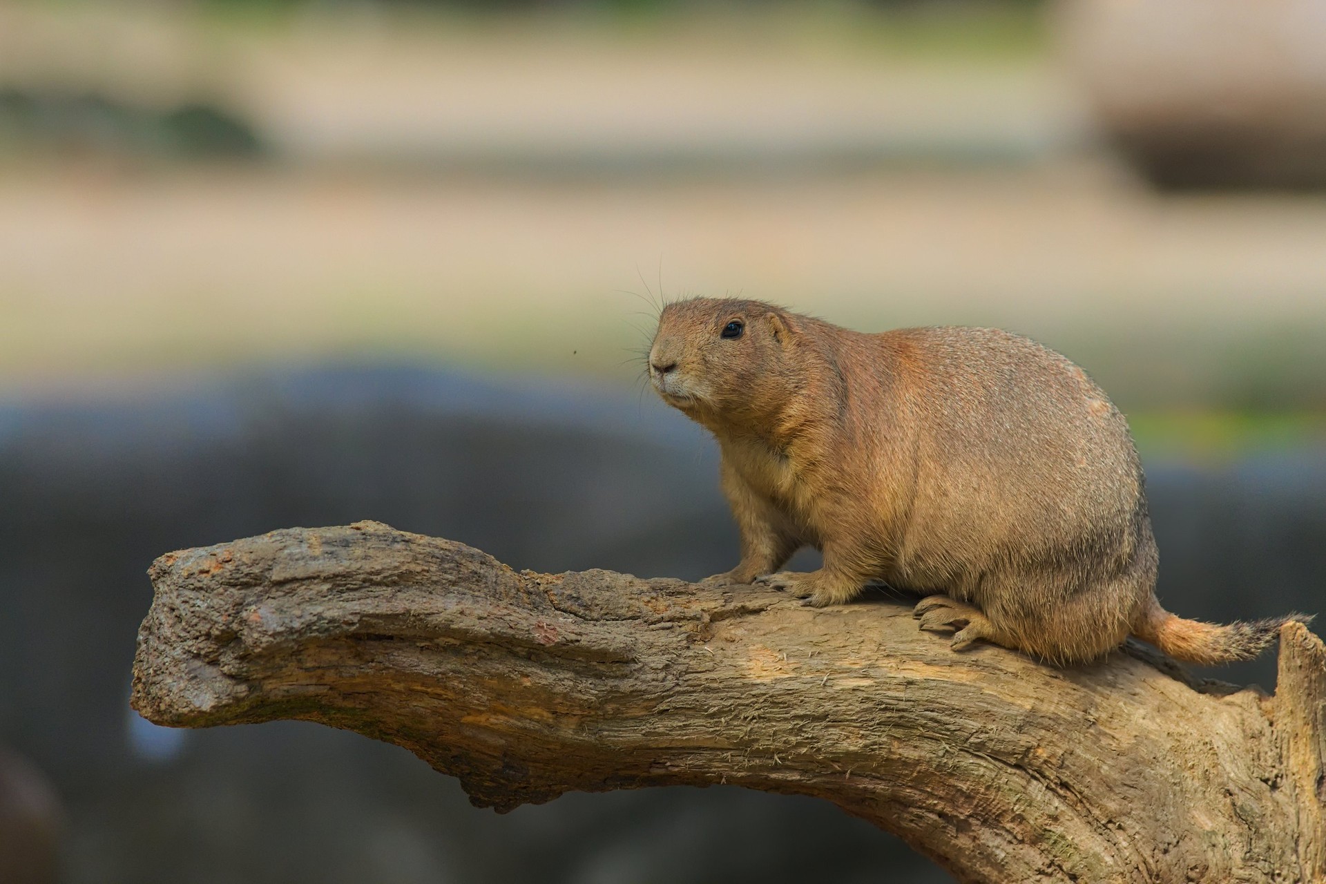 Präriehund