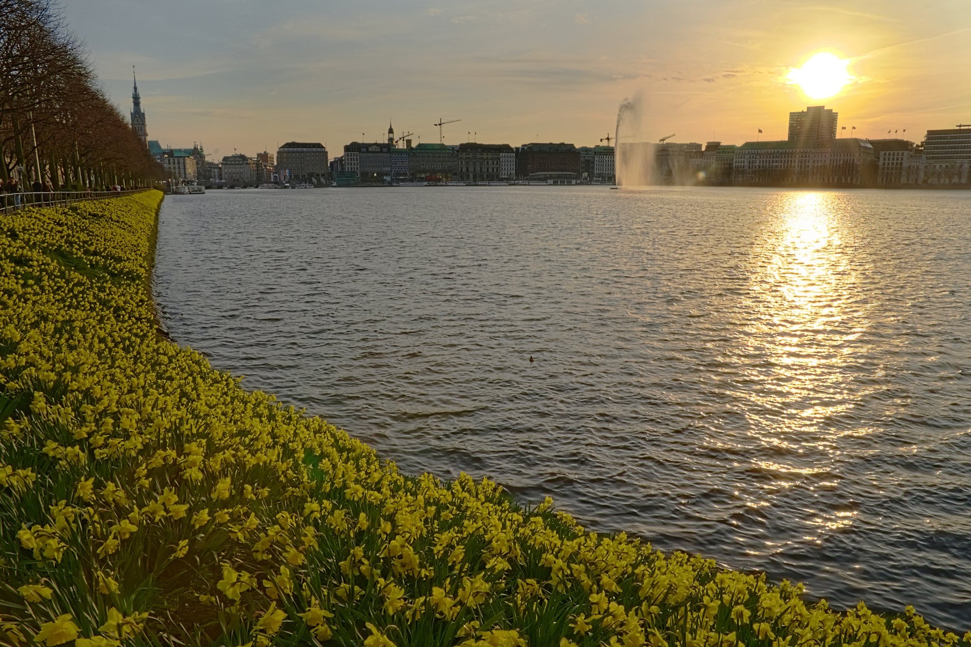 Alsternarzissen